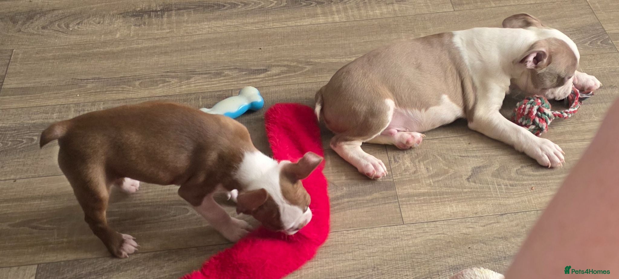 Boston Terrier dogs Ready now Stunning KC Boston Terrier puppies - Advert 2