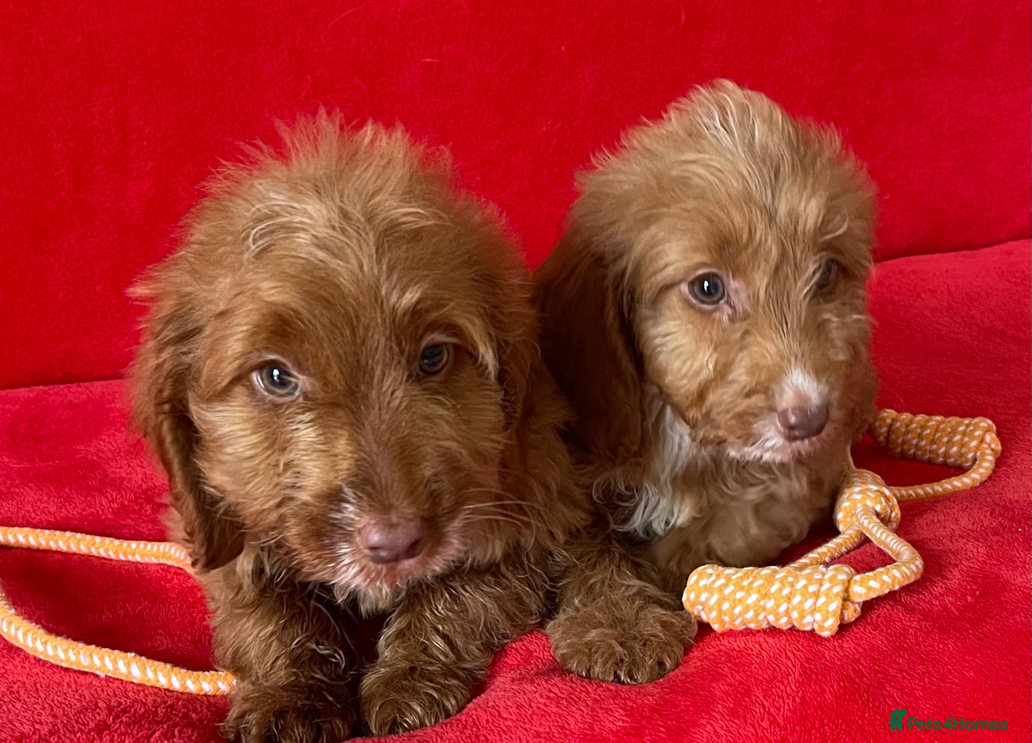 Cockapoo dogs Beautiful F1 cockerpoo pups NOW READY - Advert 1