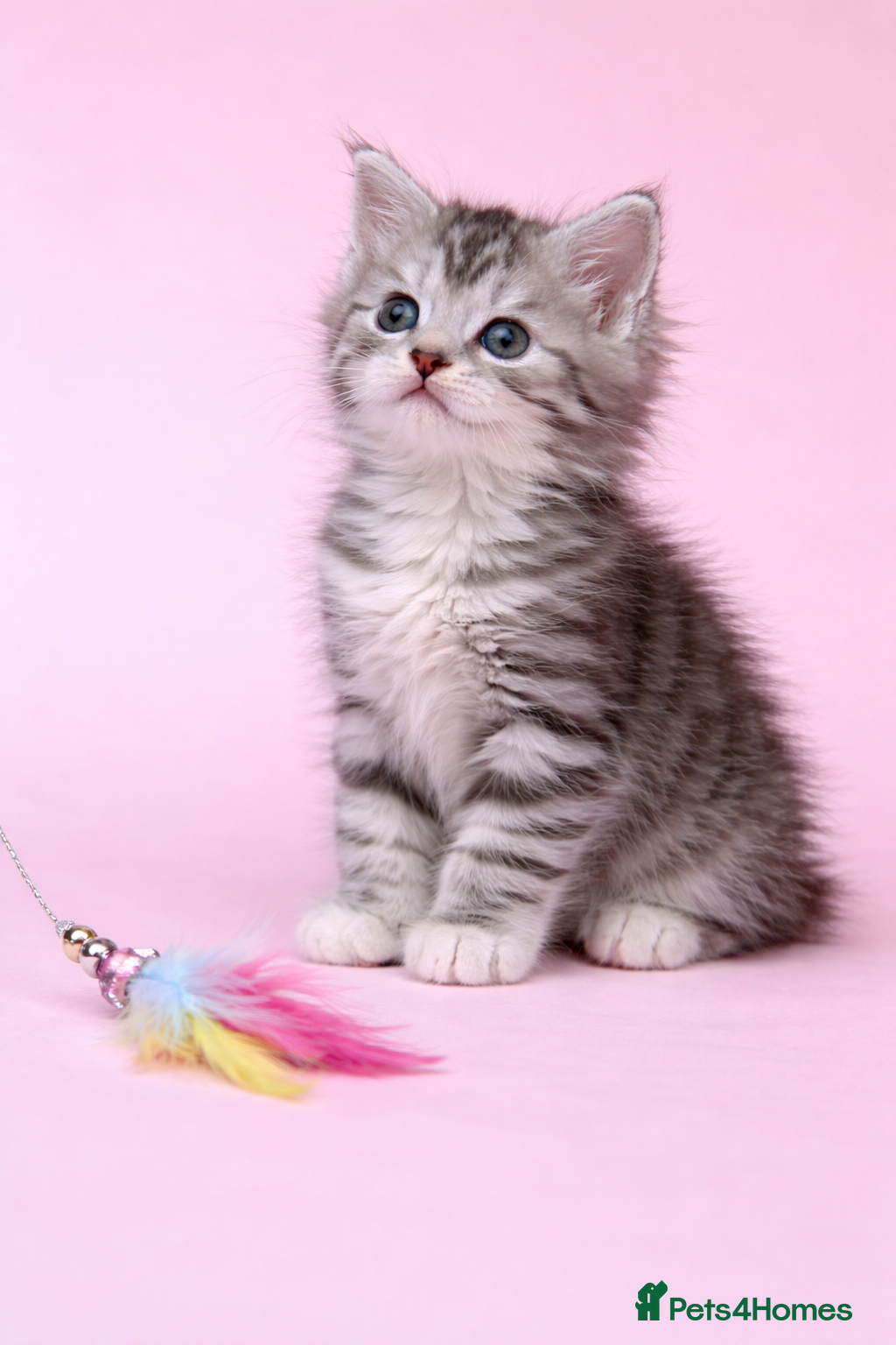 Maine Coon cats Stunning Litter Of Maine Coon Kittens  - Advert 9