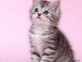 Maine Coon cats Stunning Litter Of Maine Coon Kittens - Advert 9