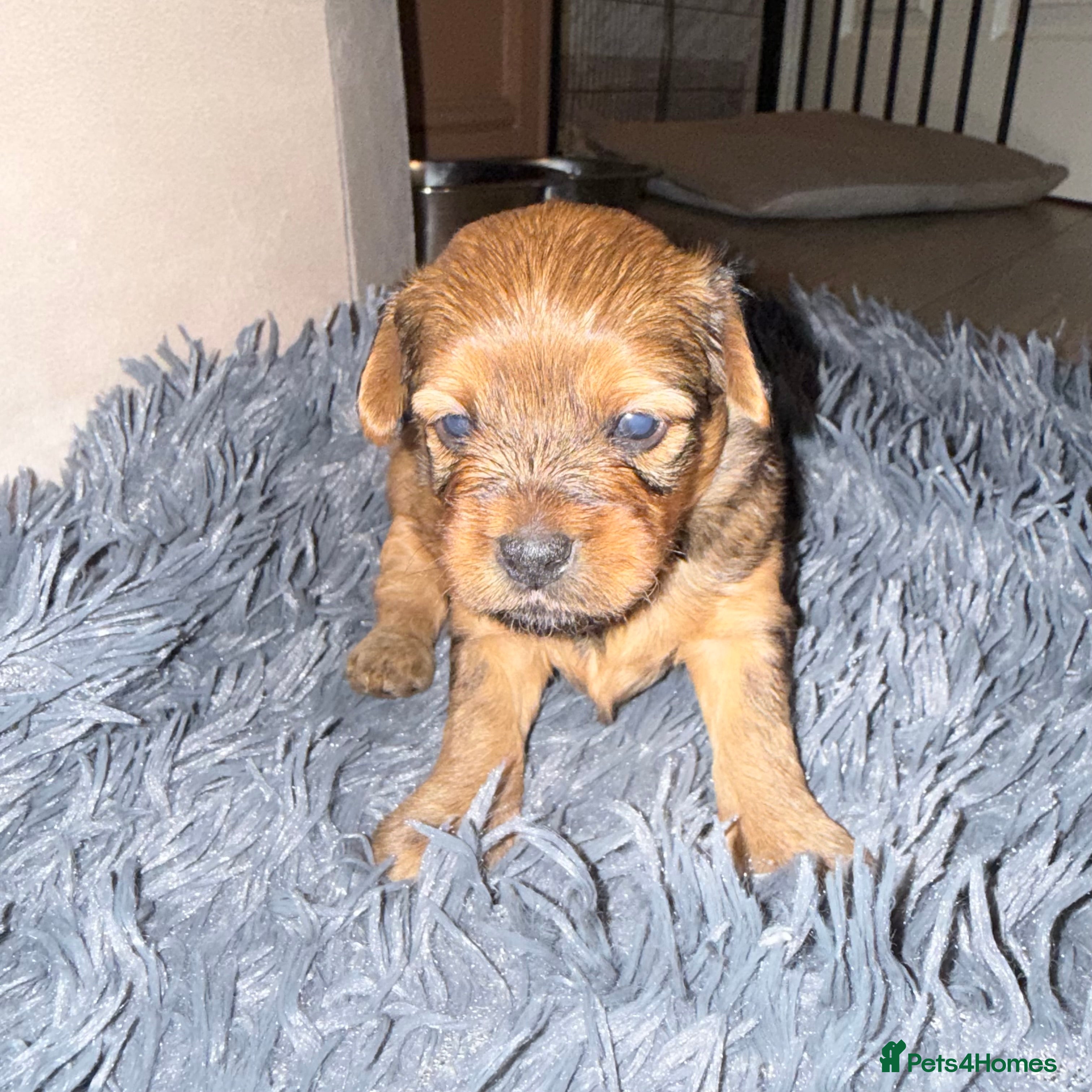 Maltipoo dogs Beautiful F1 maltipoo pups - Advert 8