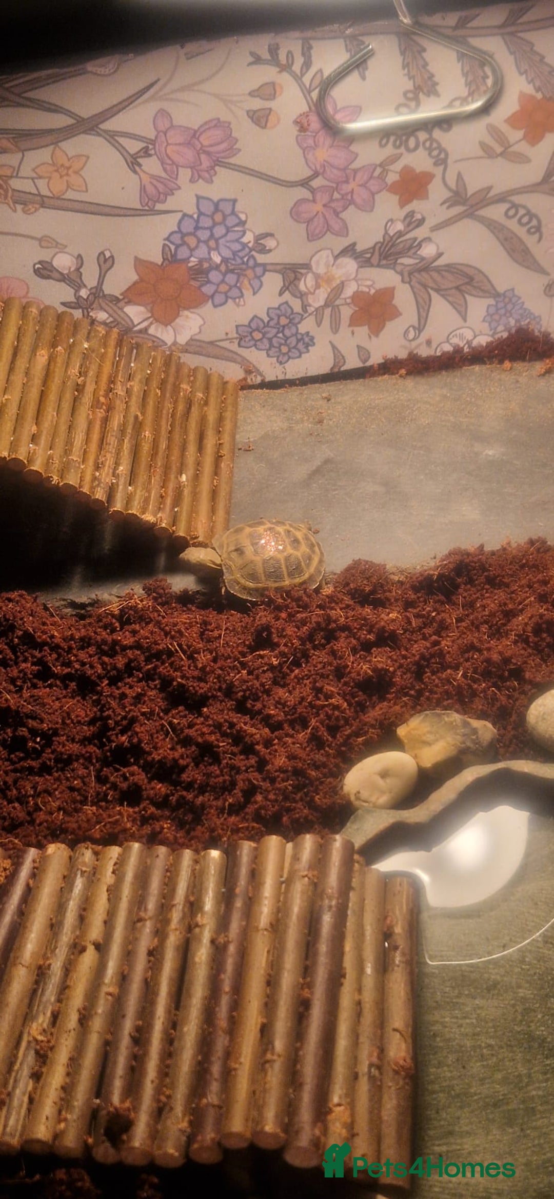 Tortoise reptiles for sale: Horesfield Tortoise and full setup 4 months maldon - Advert 9