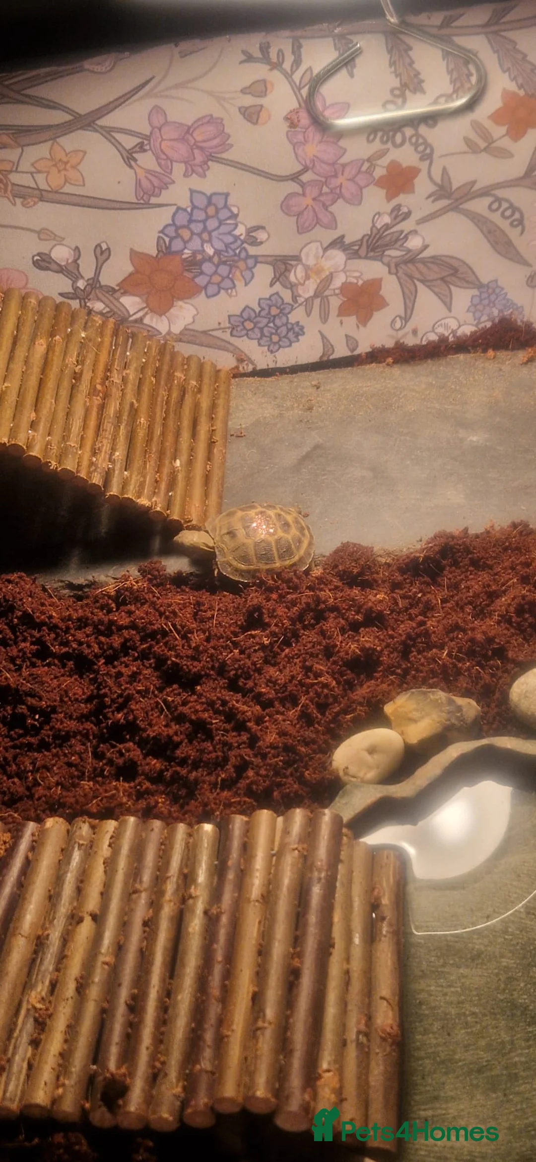 Tortoise reptiles for sale: Horesfield Tortoise and full setup 4 months maldon - Advert 9