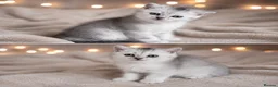 British Shorthair cats for sale: British Shorthair and Scottish Fold  - Advert 3