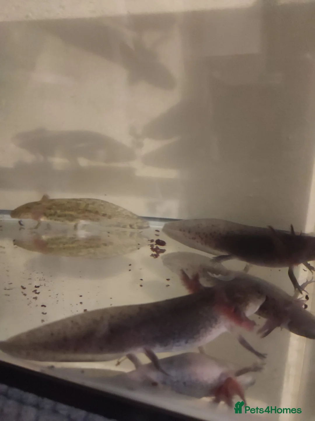 Axolotl reptiles for sale: Axolotl  - Advert 5