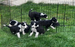 Border Collie dogs for sale: Border Collie puppies for sale - Image 1