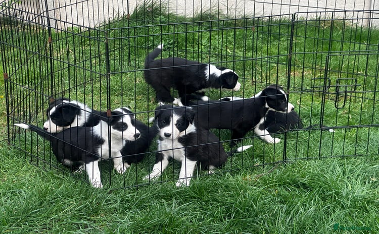 Border Collie dogs - Advert 13