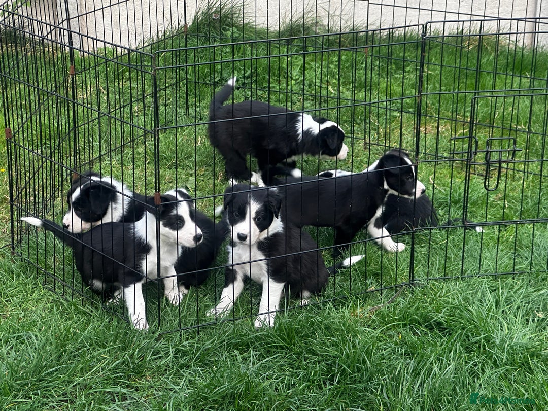 Border Collie dogs for sale: Border Collie puppies for sale - Image 1