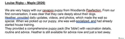 Cavapoo dogs for sale: Waiting List Open-Deep Fox Red Cavapoos - 27th Aug - Advert 18