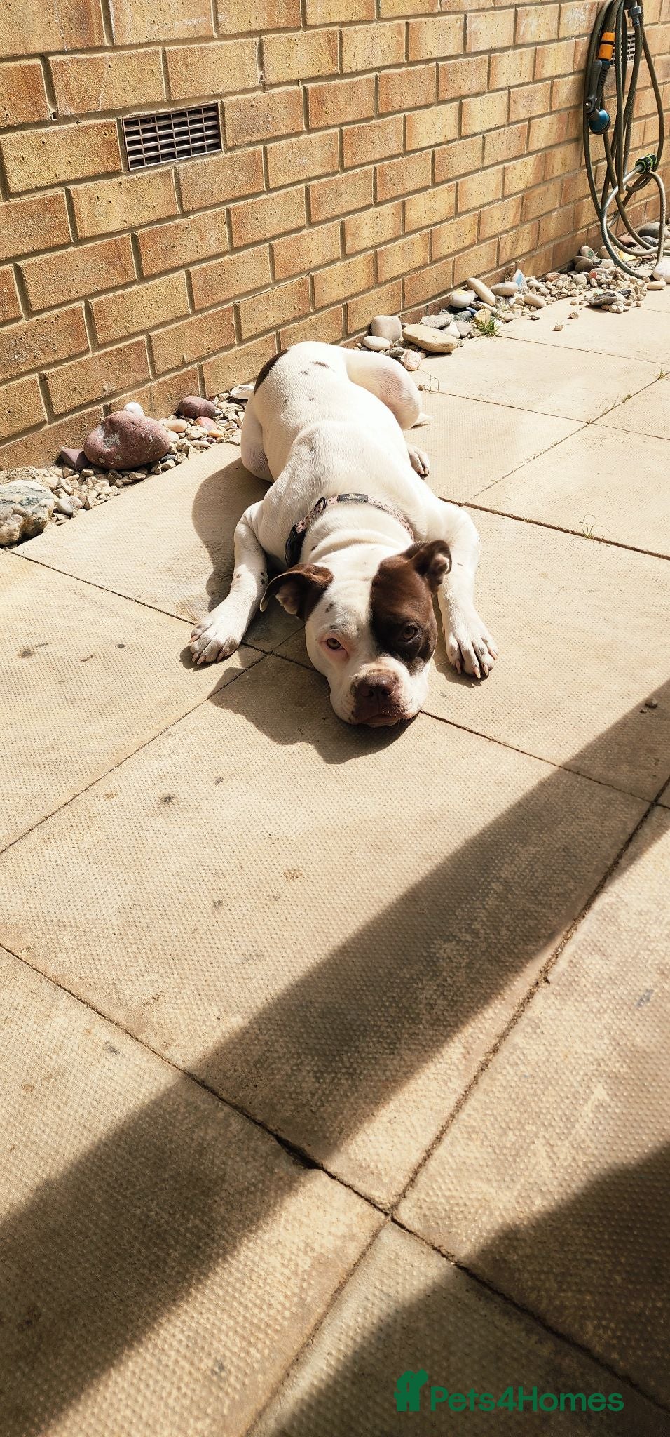 American Bulldog dogs Zara 7month old female looking for forever home ❤️ - Advert 1