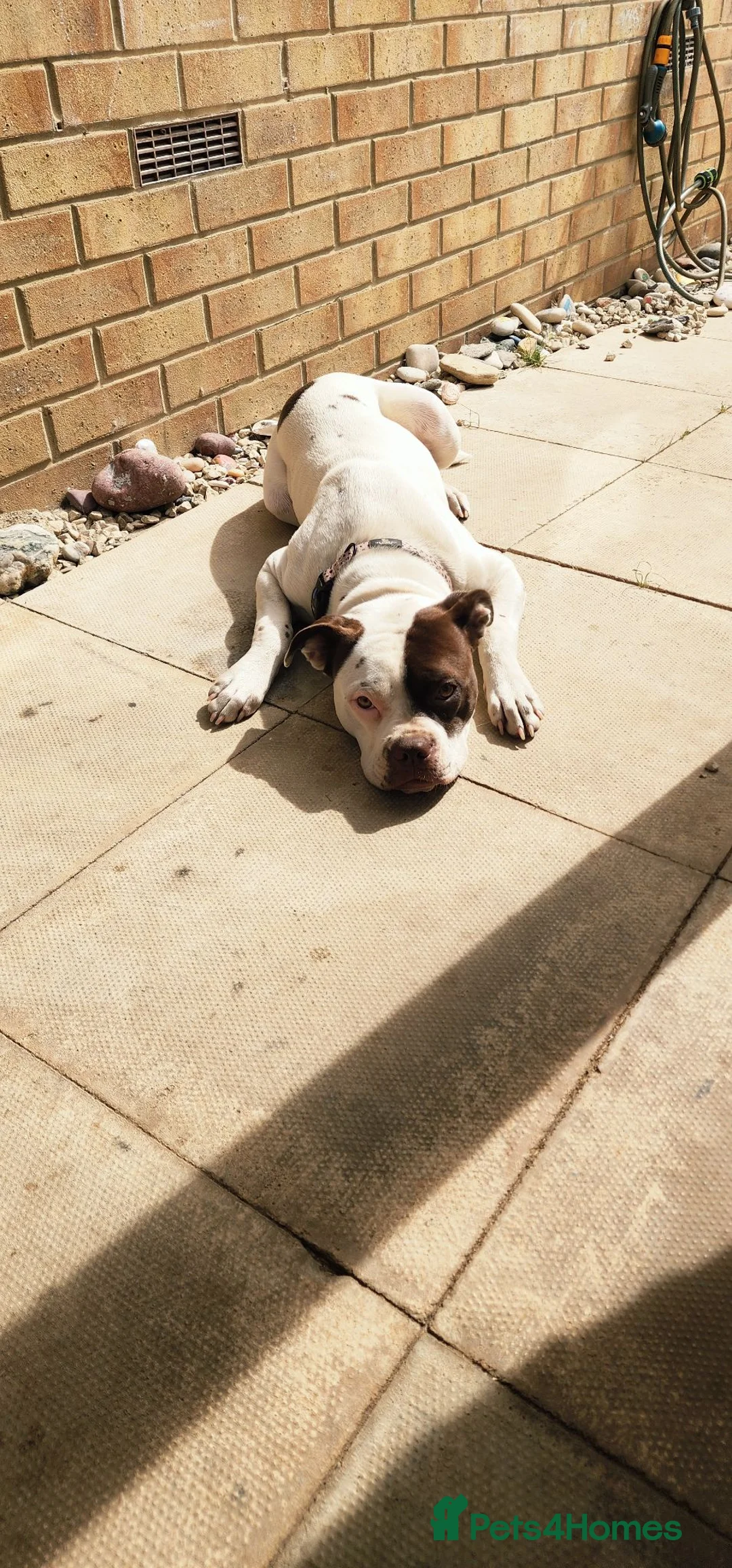 American Bulldog dogs for sale: Zara 7month old female looking for forever home ❤️ in Hull - Advert 1