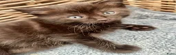 Ragdoll cats for sale: Very affectionate loving black ragdoll boy  - Advert 21