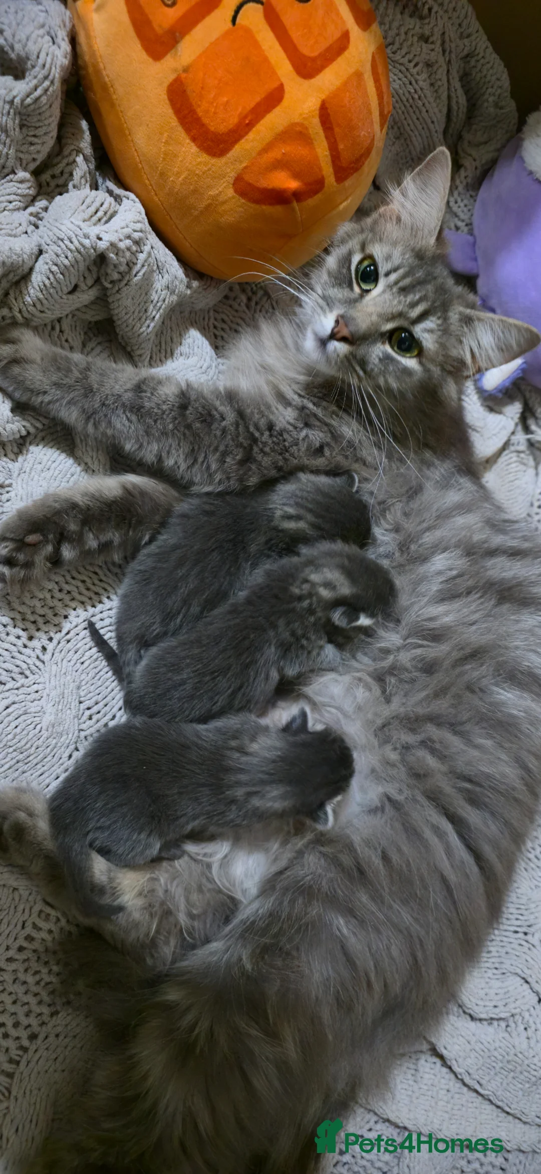 Norwegian Forest Cat cats for sale: Fluffy blue's - Advert 2