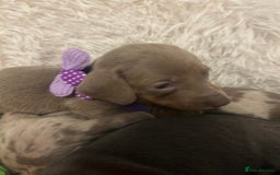 Miniature Dachshund dogs for sale: miniature dachshund puppies - Image 22