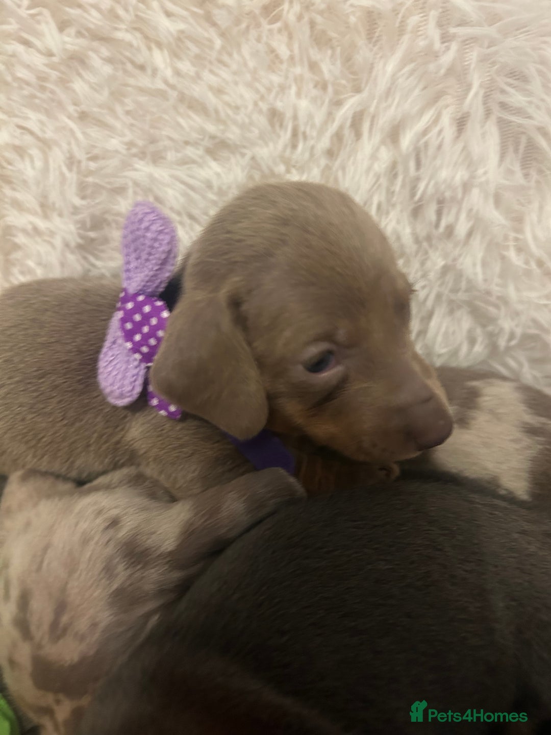 Miniature Dachshund dogs for sale: miniature dachshund puppies - Image 22