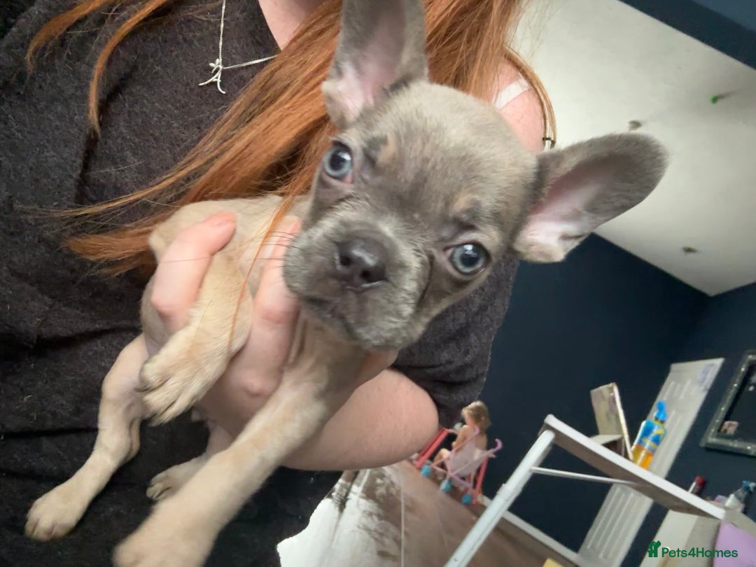 French Bulldog dogs for sale: French bulldog girl. Beautiful, 9 weeks old - Image 2