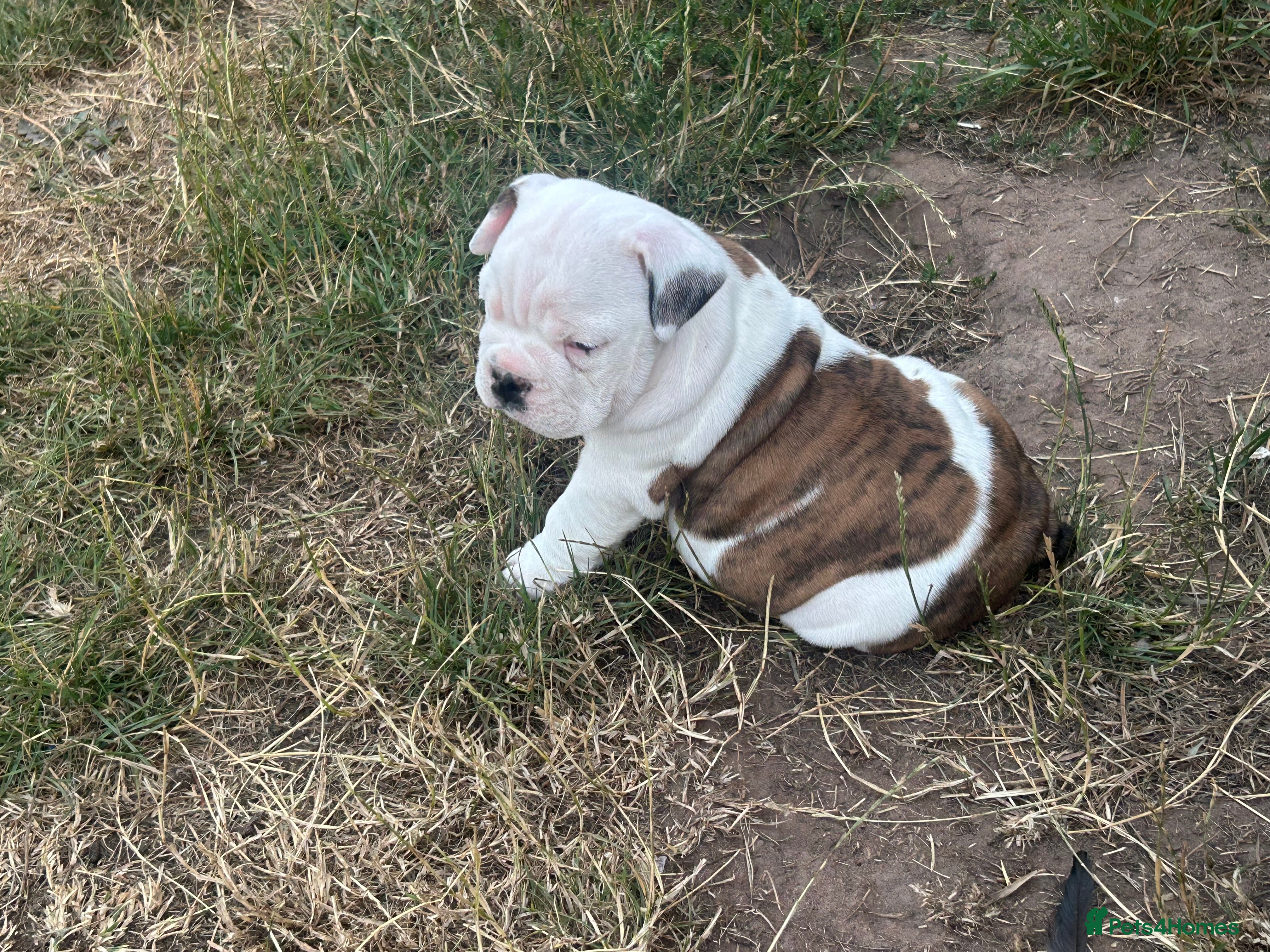 English Bulldog dogs STUNNING PUPS FROM HEALTH TESTED PARENTS - Advert 10