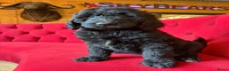 Bernedoodle dogs for sale: Ultra Bernedoodle 75% Bernese 25% Poodle - Advert 11