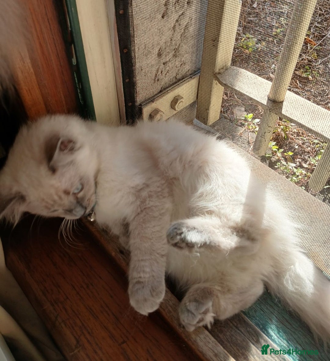 Ragdoll cats for sale: Favourite cuddling ragdolls for new homes - Image 4