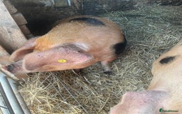 Pig livestock for sale: OXFORD SANDY & BLACK Gilt - Image 2