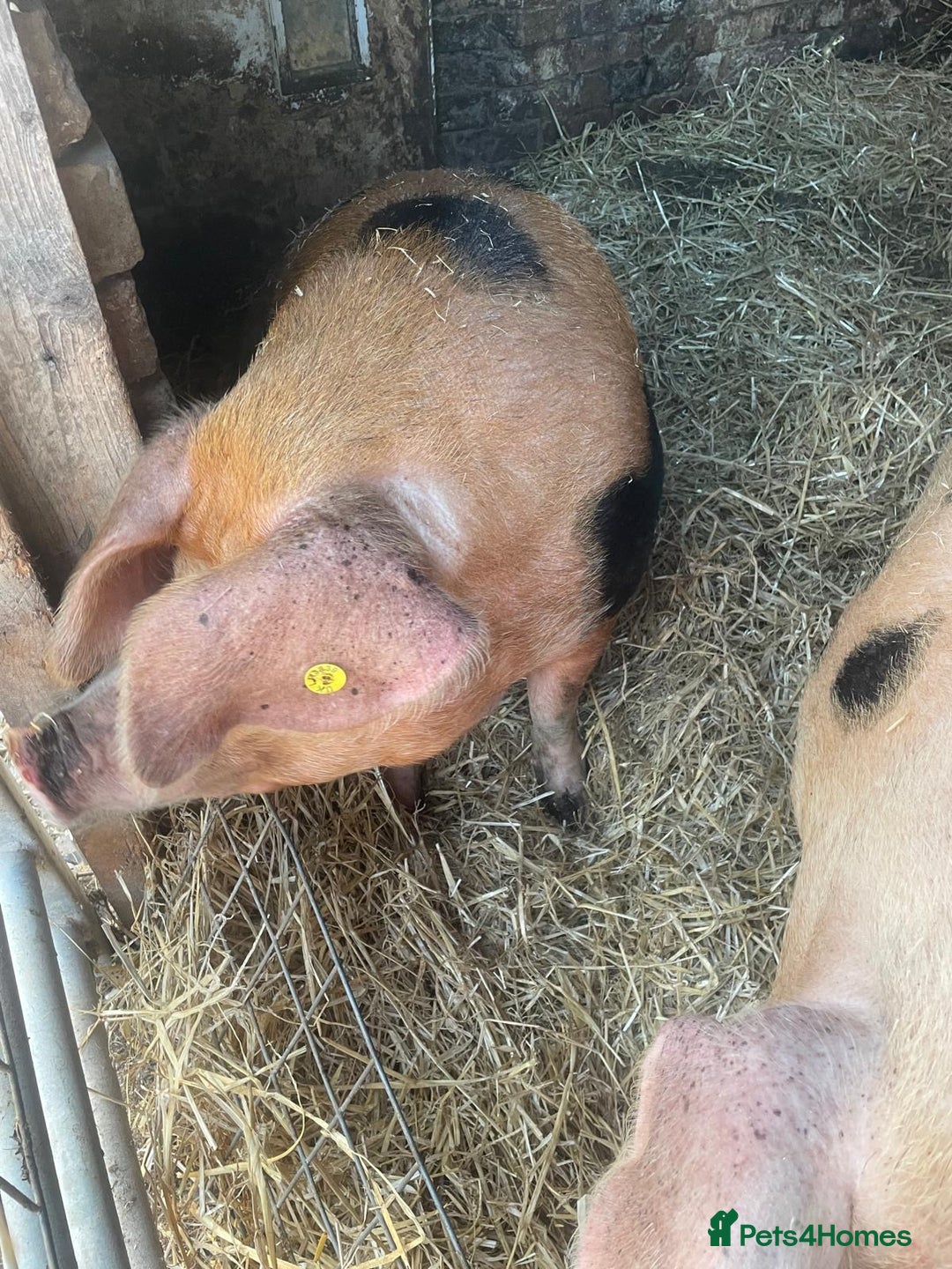 Pig livestock for sale: OXFORD SANDY & BLACK Gilt - Image 2