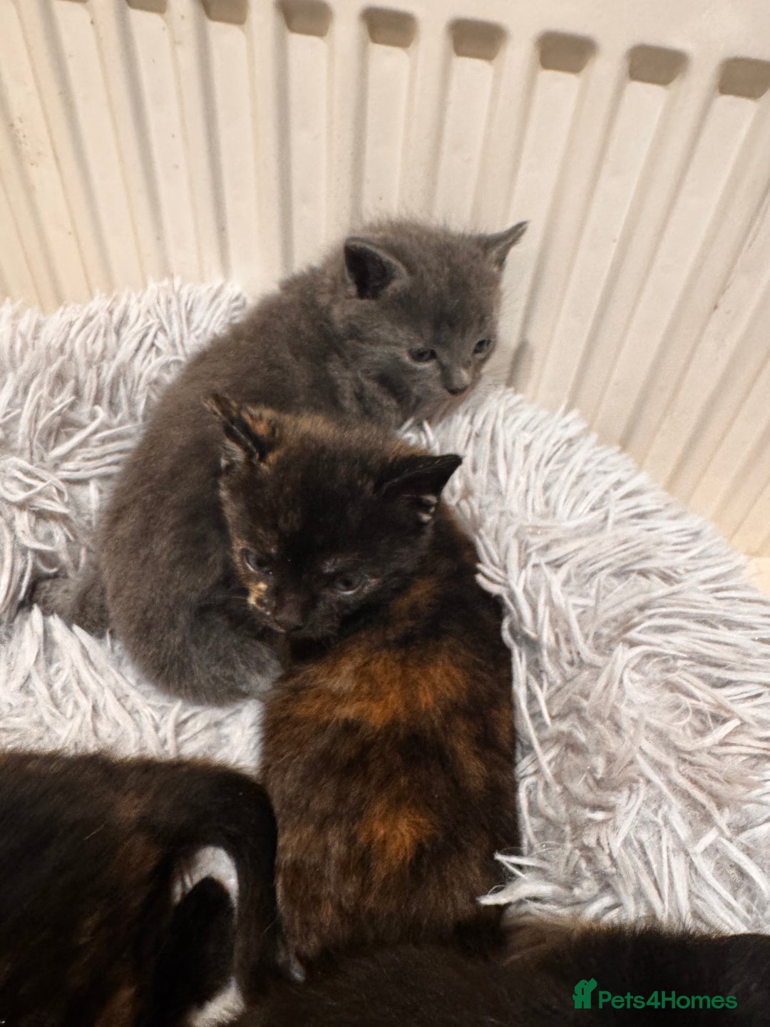 Mixed Breed cats for sale: 4 beautiful kittens - Advert 9