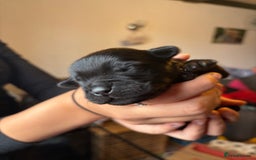 Goldador dogs for sale: Goldador puppies - Image 3