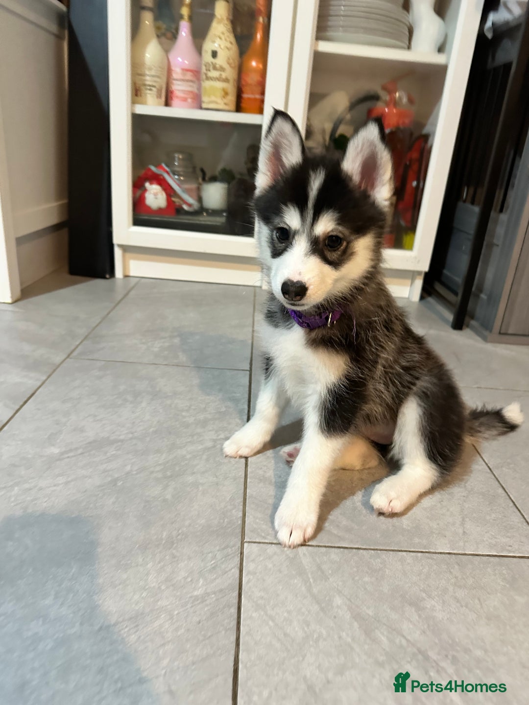 Pomsky dogs for sale: READY SMALL F4 POMSKY - Advert 28