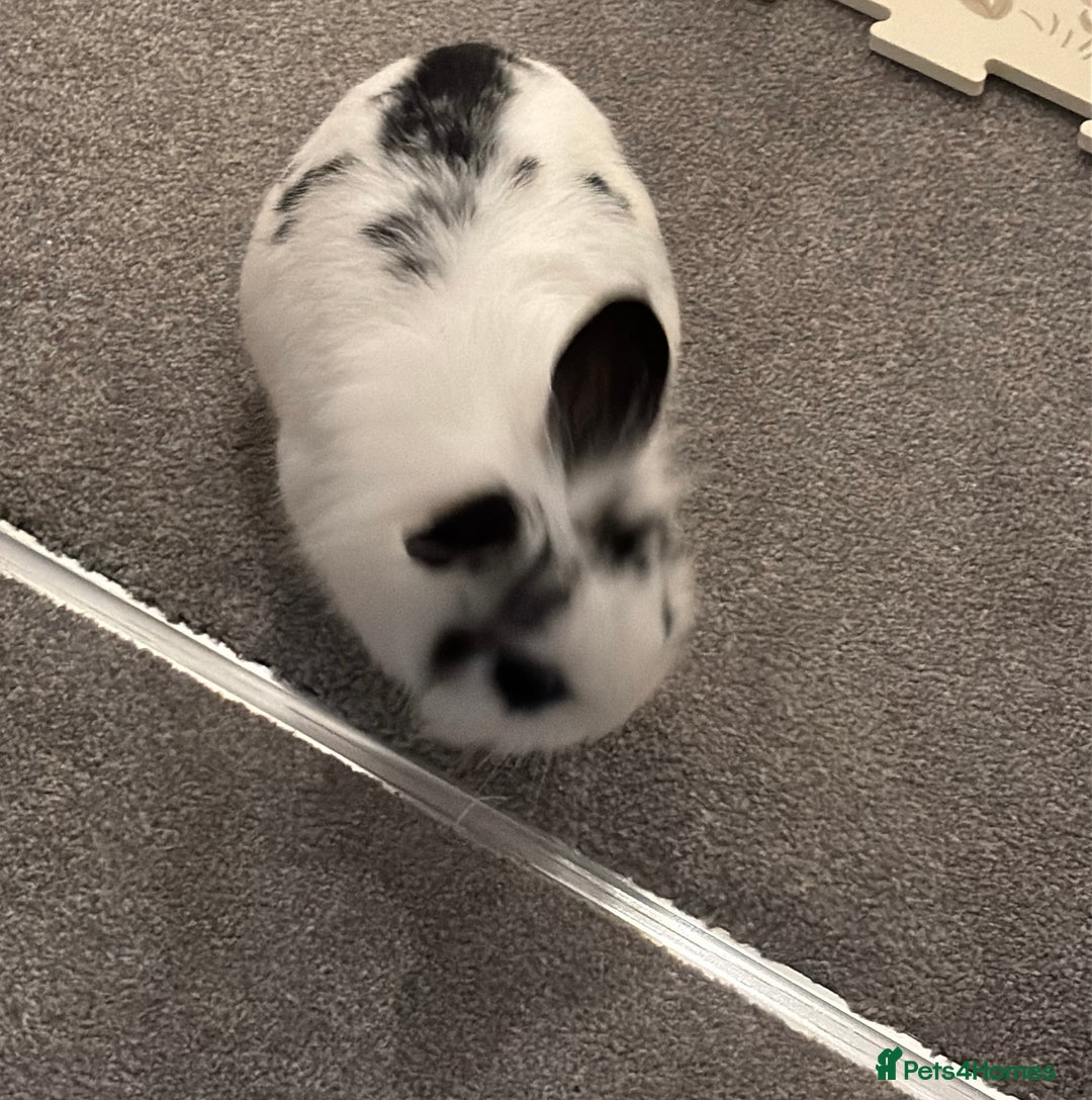 Lionhead rabbits for sale: Male Lionhead Rabbit - Advert 4