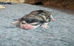 Alaskan Malamute dogs for sale: KC Alaskan malamute puppies champion lines - Image 19