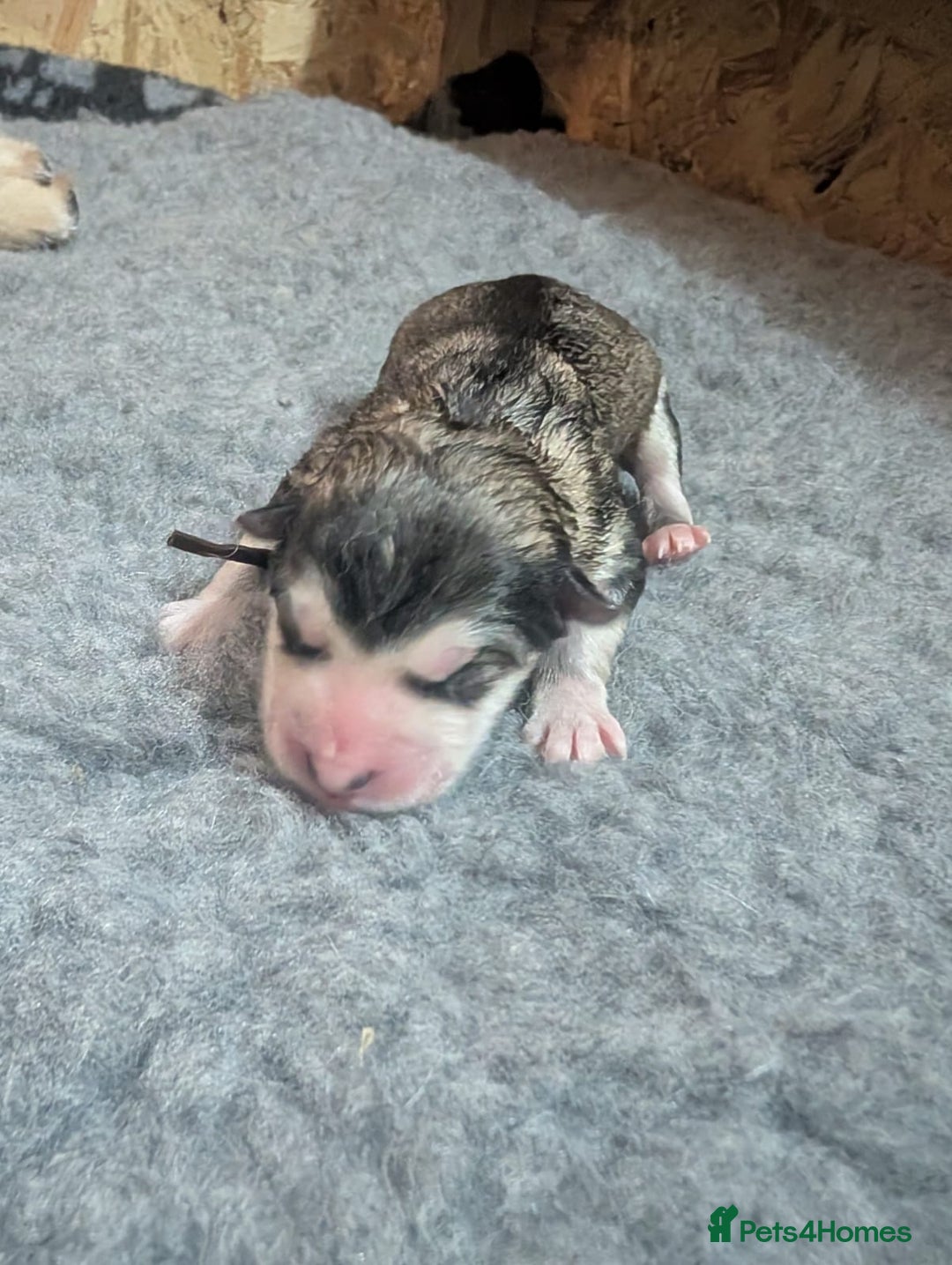 Alaskan Malamute dogs for sale: KC Alaskan malamute puppies champion lines - Image 19