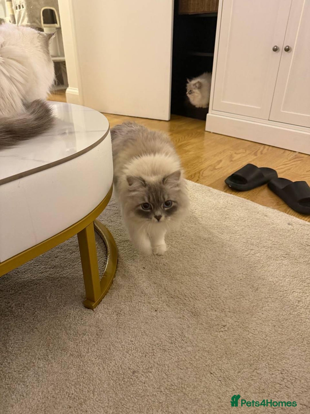 Siberian cats for sale: Rare Siberian Cats Available😻💯 - Advert 19