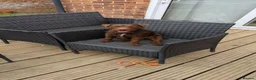 Patterdale Terrier dogs for stud: Vinnie up for stud proven - Advert 2