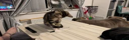 British Shorthair cats for sale: Brother and sister ready to collect now - Advert 12