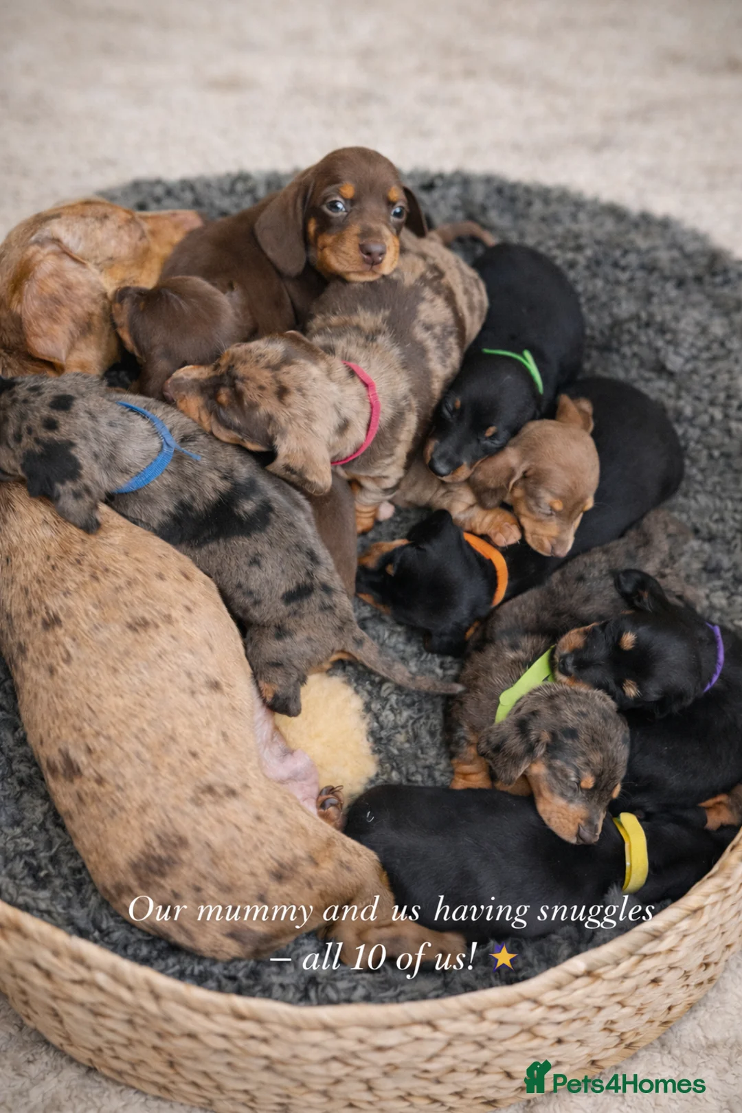 Miniature Dachshund dogs for sale: 💫10‼️💫 KC Miniature dachshund for sale 🦴🐶🐾🐾 - Advert 1
