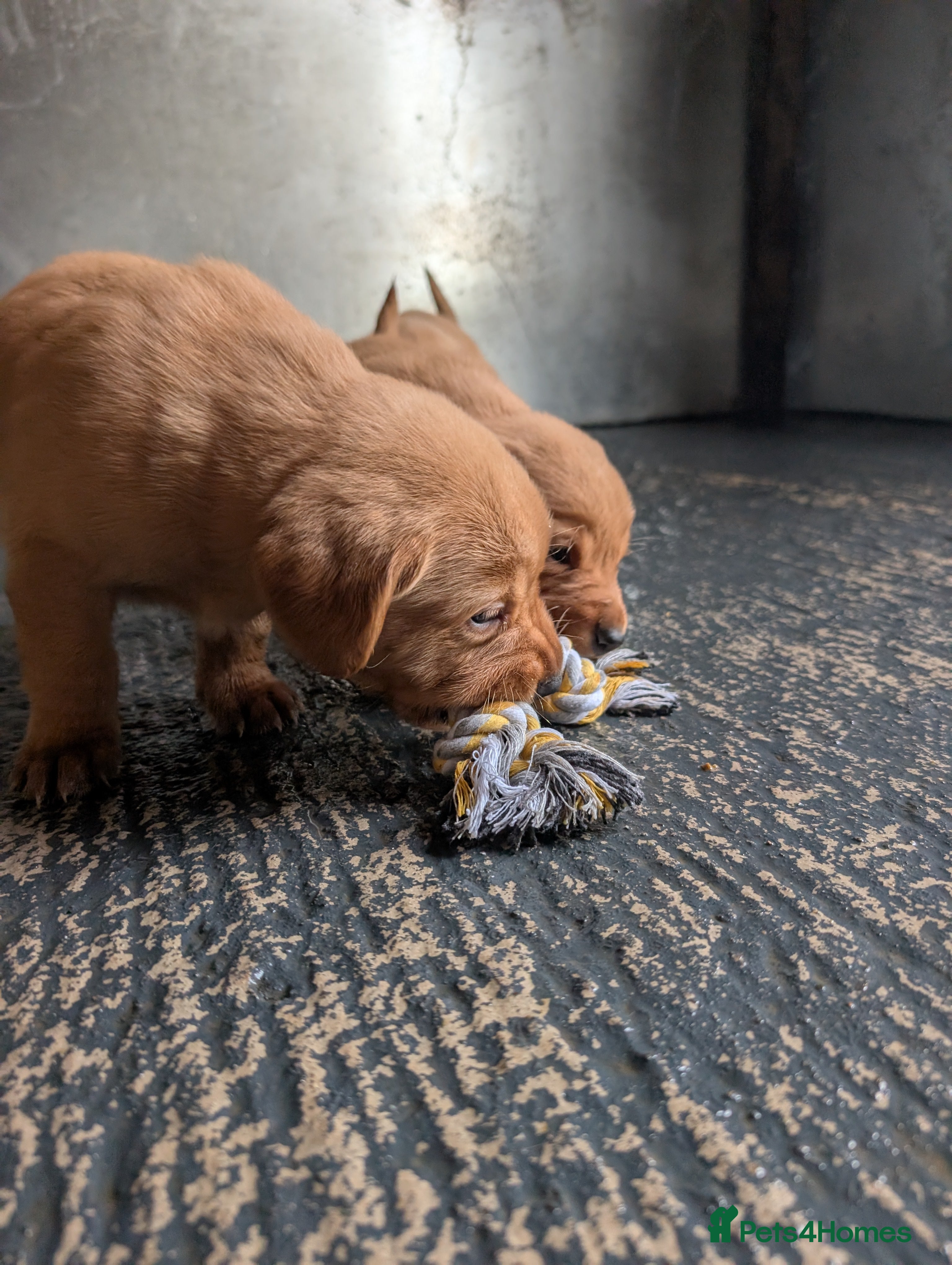 Labrador Retriever dogs Fab KC Fox Red Pups - 4* Higher Standard Breeder - Advert 8