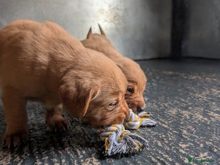 Labrador Retriever dogs Fab KC Fox Red Pups - 4* Higher Standard Breeder - Advert 6