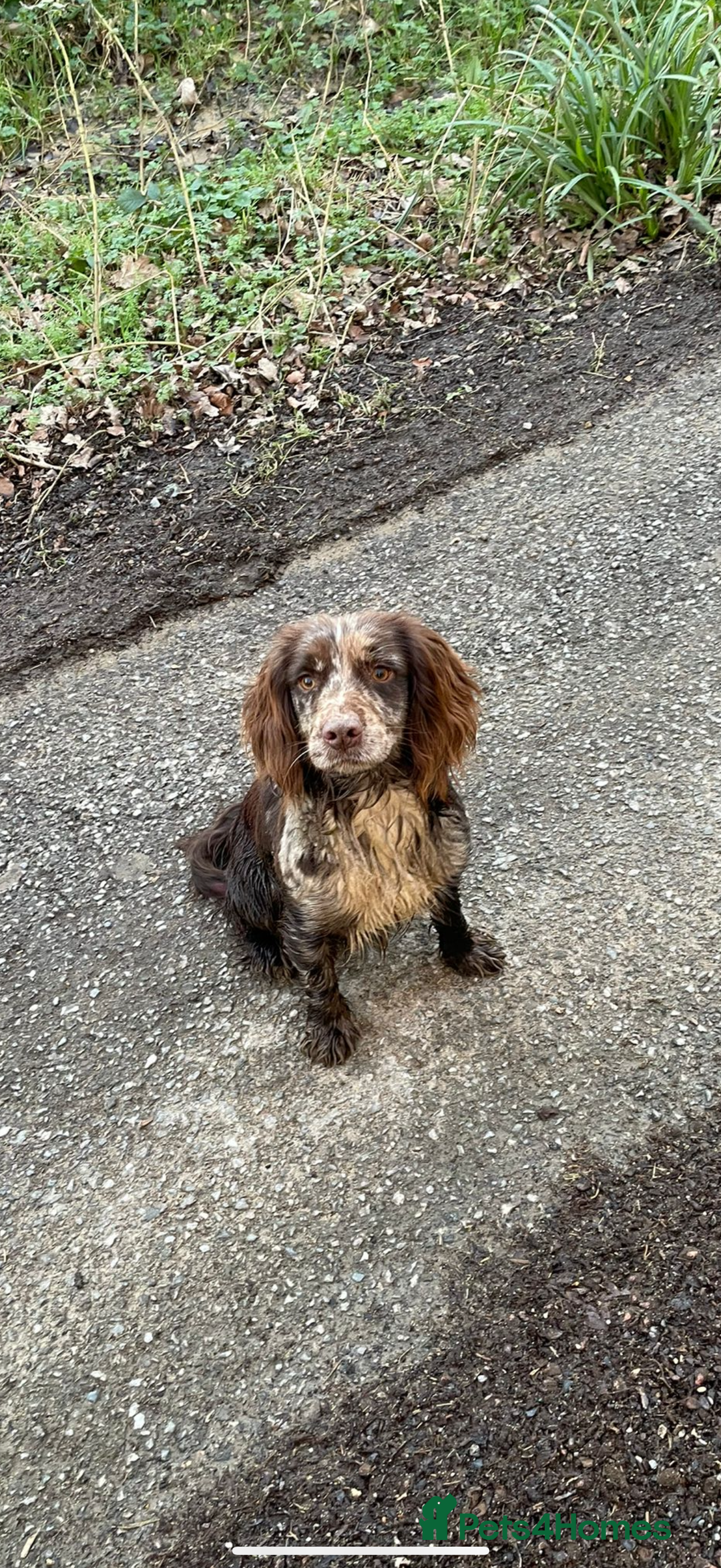 Cocker Spaniel dogs for sale: 2 cocker spaniel bitches - Advert 1