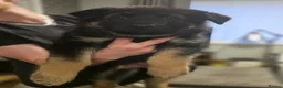 German Shepherd dogs for sale: Lovely litter of GSD puppies  - Advert 6