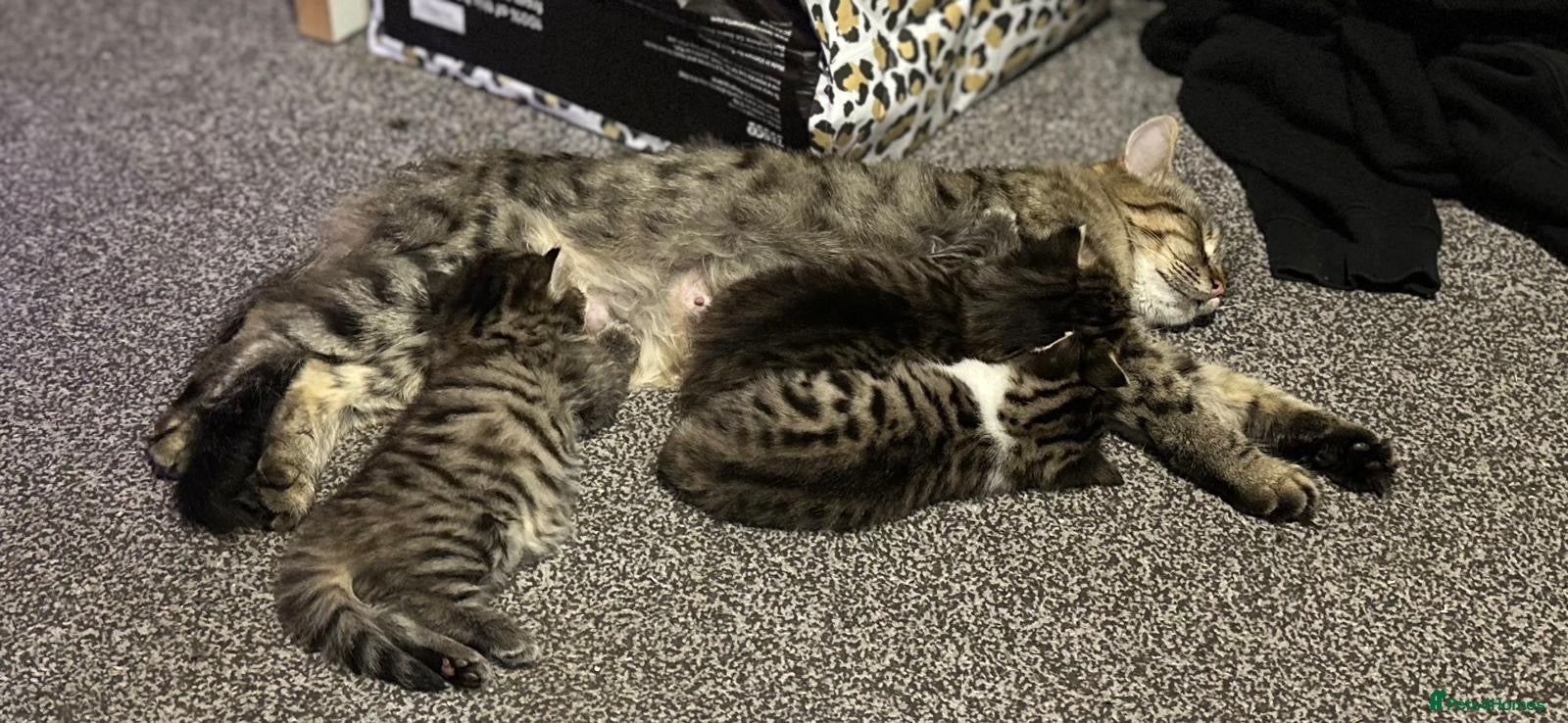 Mixed Breed cats Kittens for sale  - Advert 4