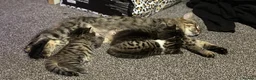 Mixed Breed cats for sale: Kittens for sale  - Advert 1