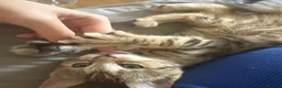 Mixed Breed cats for sale: Beautiful kitten - Advert 3