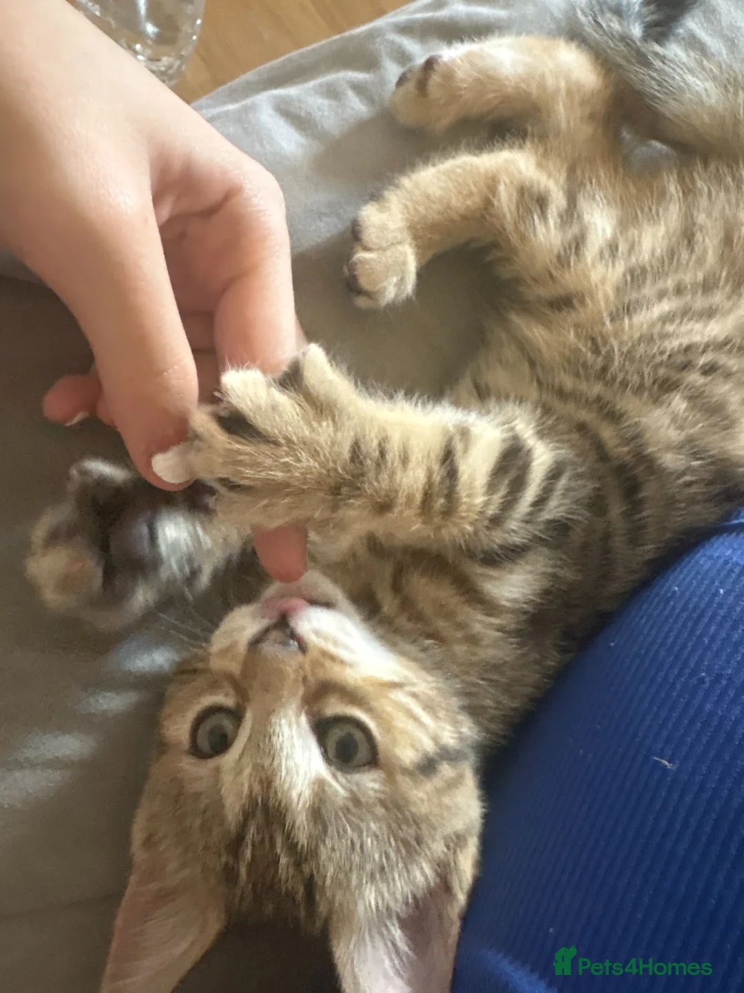 Mixed Breed cats for sale: Beautiful kitten - Advert 3