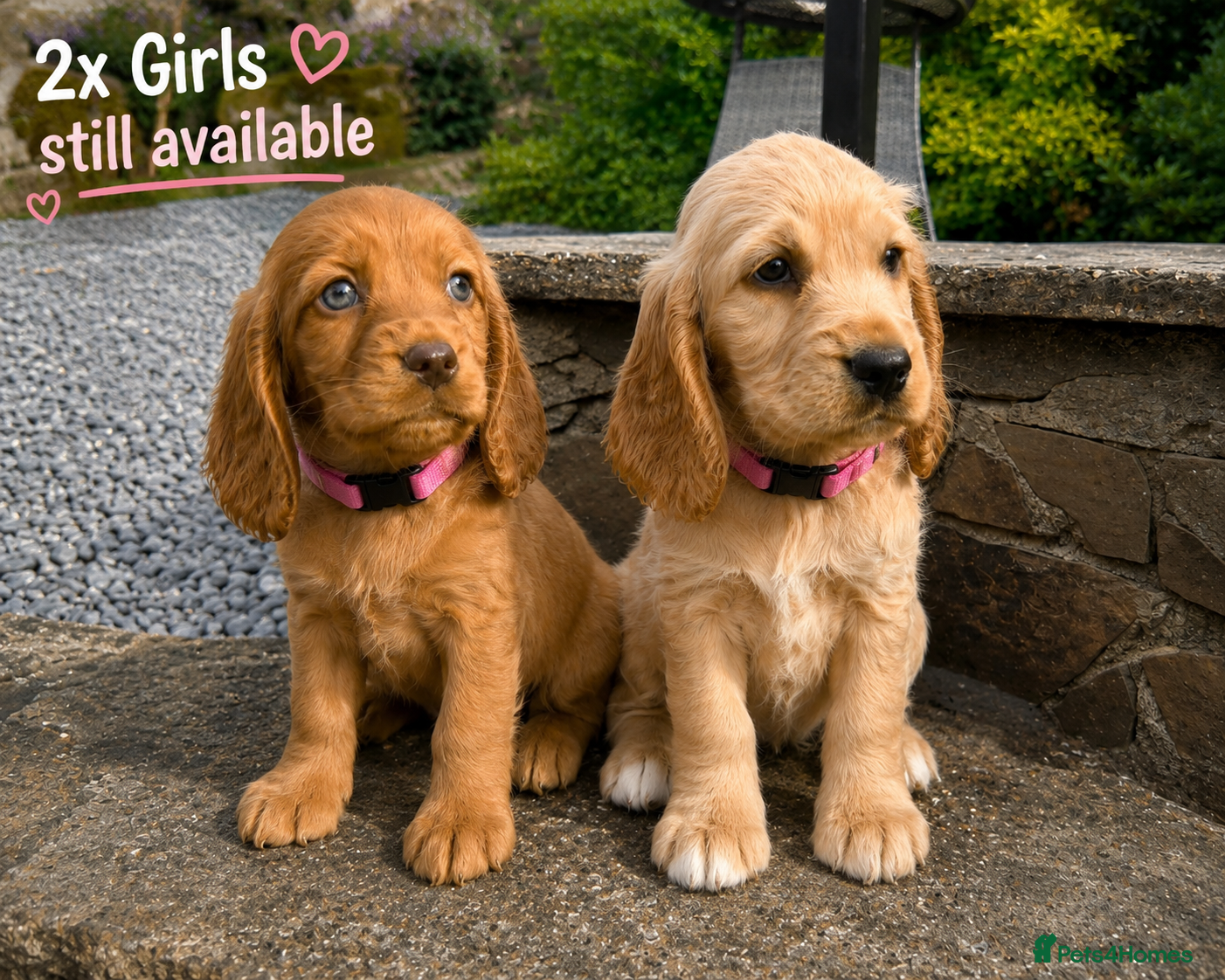 Cocker Spaniel dogs Show Type Cocker Spaniel Puppies/ DNA TESTED M&D - Advert 2