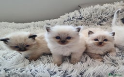Ragdoll cats for sale: Blue Point and Seal Point Ragdoll kittens  - Image 3