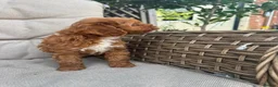 Cavapoo dogs for sale: Beautiful Cavapoo Puppies 2 Boys 1 Girl Available  - Advert 6