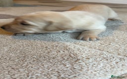 Labrador Retriever dogs for sale: KC Registered Labrador Puppies Ready 24th November - Image 6