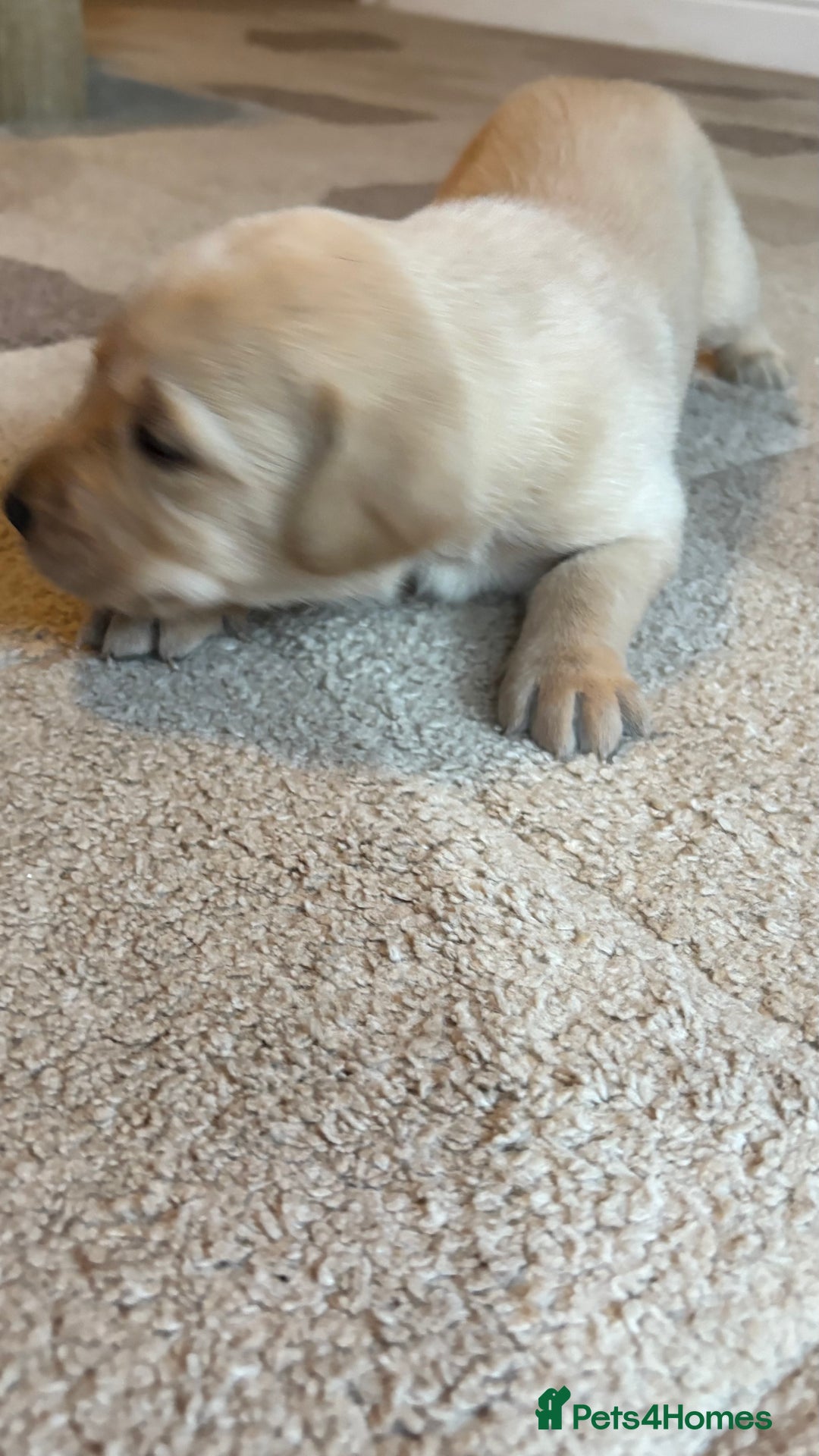Labrador Retriever dogs for sale: KC Registered Labrador Puppies Ready 24th November - Image 6