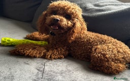 Toy Poodle dogs for sale: Beautiful Toy Poodle Puppies for Sale - Image 14
