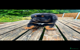 Tibetan Mastiff dogs for sale: 6 Tibetan Mastiff Puppies - Image 3